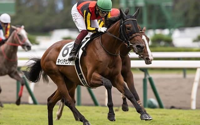 【京都2歳S前日オッズ】キャンデセントが2.4倍で1番人気