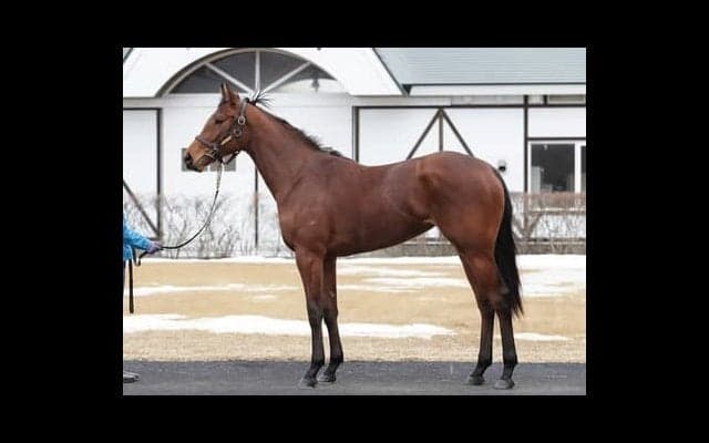 友道調教師が「いい感触がある」というショショローザ。ワールドプレミアら優秀な兄たちを超えられるか