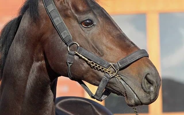 種牡馬入りのワールドプレミアが優駿スタリオンステーションに到着