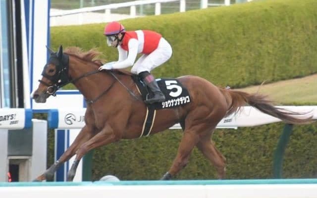 【カノープスS結果】オルフェーヴル産駒牝馬ショウナンナデシコがオープン入り初戦を快勝