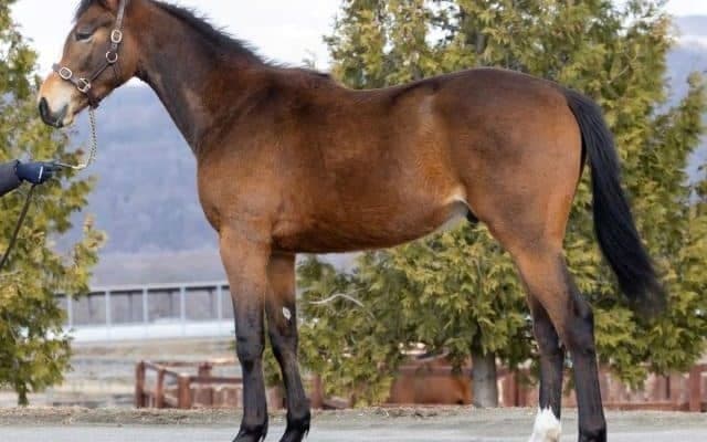 オメガパフュームの半弟ホウオウルーレットがデビュー/関東馬メイクデビュー情報