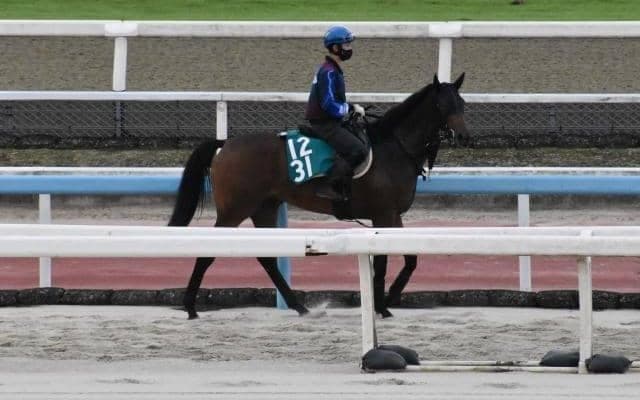 ジェラルディーナ半妹マリーナドンナが福永祐一騎手でデビュー/関西馬メイクデビュー情報