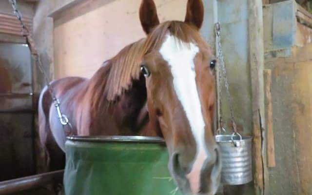 骨折で長期休養していた“ウマダユウサク”　復帰戦でパワフルな走りを披露！