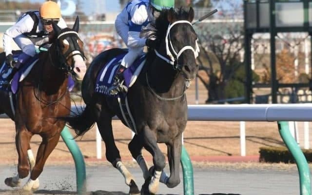 【チャンピオンズC予想オッズ】連覇目指すチュウワウィザードが予想1番人気