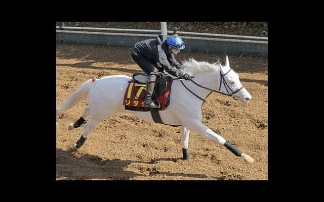 チャンピオンズＣに挑むソダシの可能性。バリバリのダート血統ながら不安要素もあり