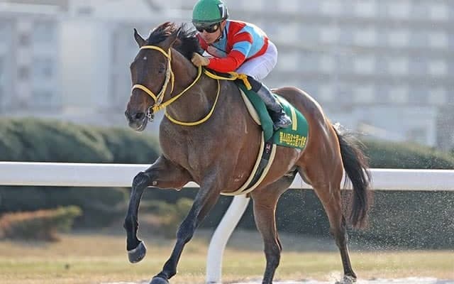 【AI予想】波乱も期待できるが上位馬も安定　チャンピオンズCで穴党ならずとも気になる1頭