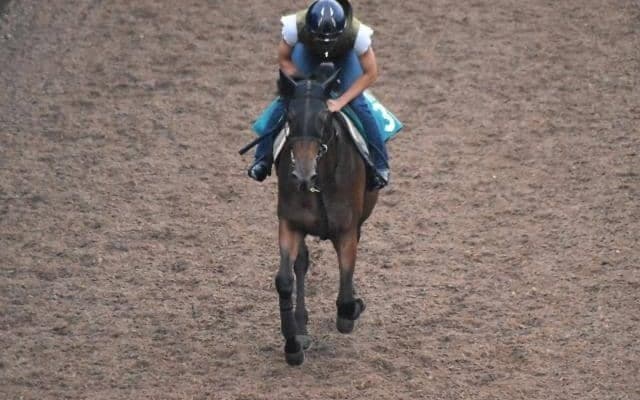 【JRA新馬戦】ジェンティルドンナの仔マリーナドンナなどがデビュー