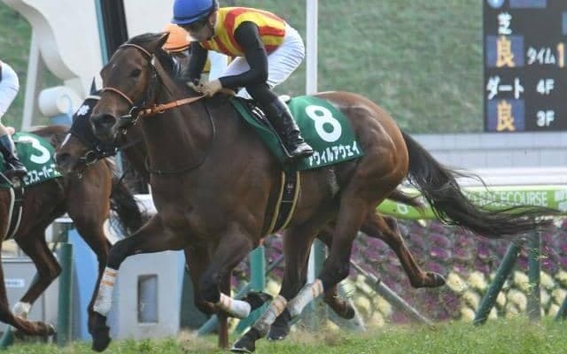 昨年のシルクロードS覇者アウィルアウェイが引退、繁殖馬に