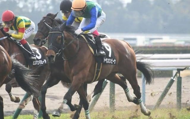 【ステイヤーズS予想】年末の中山名物、日本最長距離の平地重賞