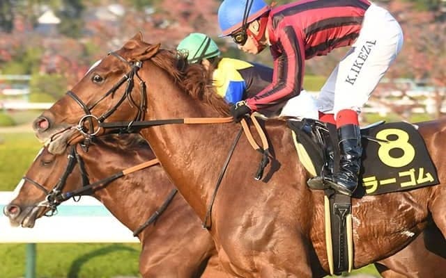 【中日新聞杯想定】アンドロメダS上位のラーゴム・ボッケリーニ、目黒記念覇者キングオブコージなど18頭