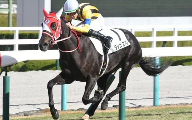 【阪神5R新馬戦結果】ラリュエルが注目馬の揃った新馬戦を制す