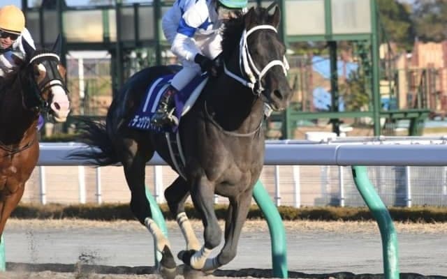 【チャンピオンズC】チュウワウィザード大久保龍師「持久力勝負になればチャンスがある」/ねぇさんのトレセン密着