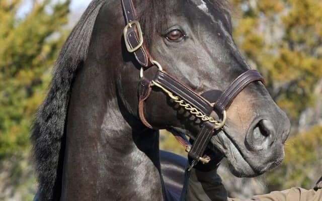 種牡馬入りのサンライズソアがイーストスタッドに到着