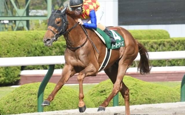 【チャンピオンズC】テーオーケインズ高柳師「前走、使ったことでの良化を感じます」/ねぇさんのトレセン密着