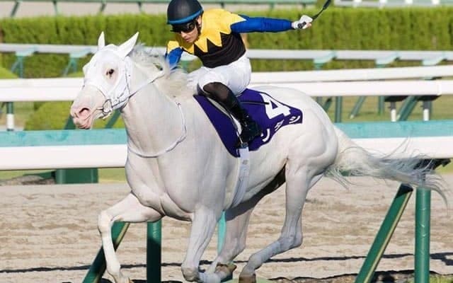 【チャンピオンズC 13時時点オッズ】ソダシが単勝3.4倍の1番人気、テーオーケインズが4.1倍で続く