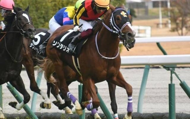 【こうやまき賞結果】モーリス産駒ソリタリオが抜け出して連勝