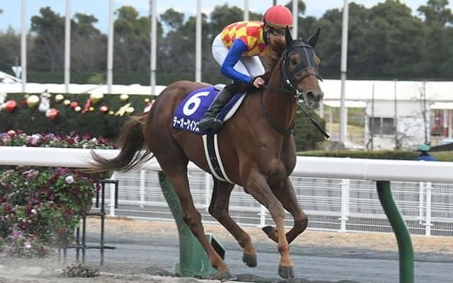 シニスターミニスター産駒のテーオーケインズ　来年は中距離ダート戦線の中心に