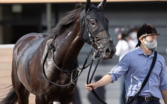 【阪神JF予想オッズ】3戦3勝のウォーターナビレラが予想1番人気