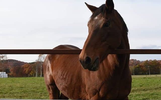 意外とあまのじゃく？ 故郷で第三の馬生を送る21歳オースミハルカの素顔