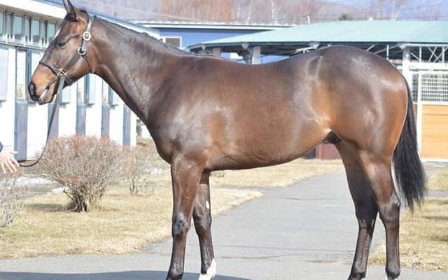 【JRA新馬戦】ローブティサージュの半妹デュードメールなどがデビュー