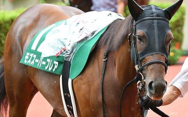 【カペラS出走馬・騎手確定】モズスーパーフレア＆松若風馬騎手、リュウノユキナ＆石橋脩騎手など16頭