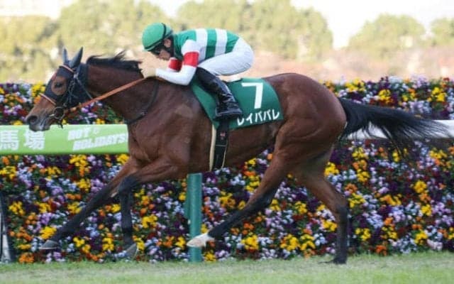 【2021香港国際競走】日本馬の近況（12月9日）