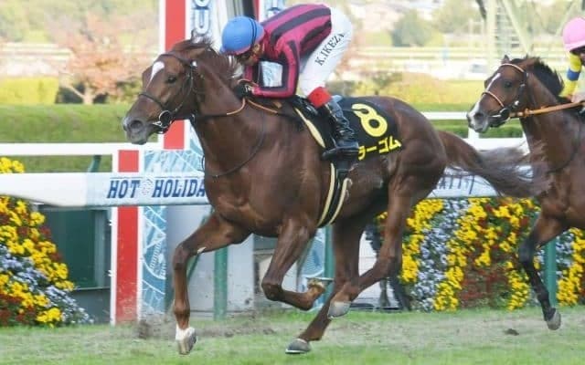 【中日新聞杯枠順確定】ラーゴムは7枠14番、アドマイヤビルゴは2枠3番