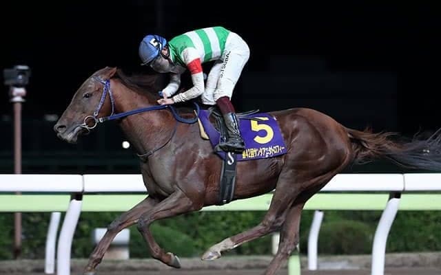 【地方競馬】大井のトロヴァオが引退　ハイセイコー記念など重賞4勝