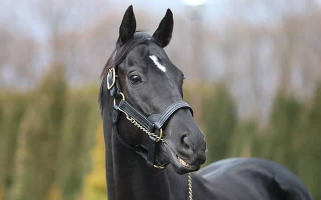 約28時間かけ北海道・社台SSに到着　すでに圧倒的な存在感を放っていたコントレイル