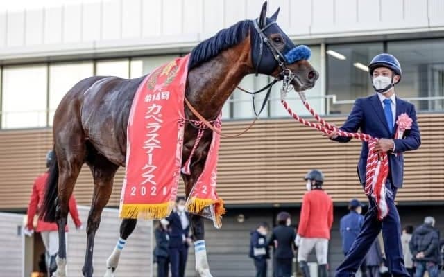 【カペラS】売上は34億5645万5800円で昨年からおよそ960万円の増加