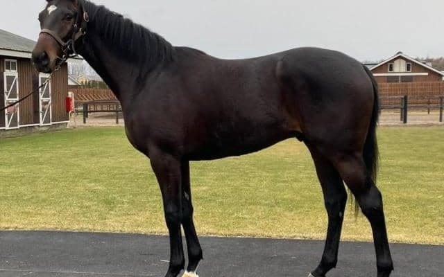 兄姉6頭は全て勝ち上がり！ 良血馬ゴーシェナイトがC.ルメール騎手でデビュー/関東馬メイクデビュー情報