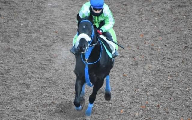 ヒロシゲゴールドなど、先週の入厩情報/栗東トレセンニュース