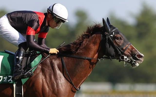 【朝日杯FS予想オッズ】無傷3連勝中のセリフォスが予想1番人気