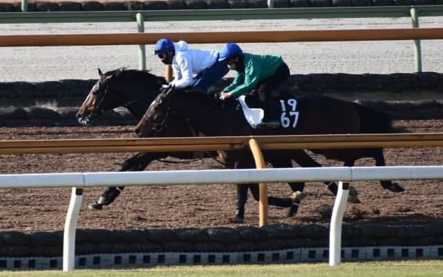 アリストテレス、有馬記念1週前追い切り速報/栗東トレセンニュース