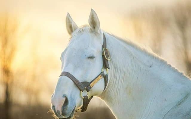 【ネット流行語100】『ウマ娘 プリティーダービー』が2021年の年間大賞を受賞、5位にゴールドシップ