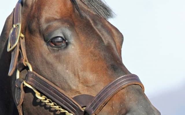 種牡馬入りのサブノジュニアがイーストスタッドに到着