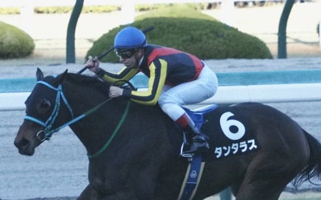 【六甲アイランドS】良血タンタラスがオープン入り