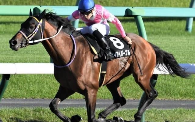 【名古屋グランプリ枠順確定】ヴェルテックスは8枠11番、ケイアイパープルは7枠8番