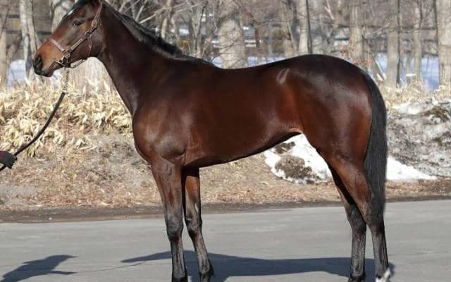 2018年有馬記念覇者ブラストワンピースの全妹サンドレスがデビュー/関東馬メイクデビュー情報