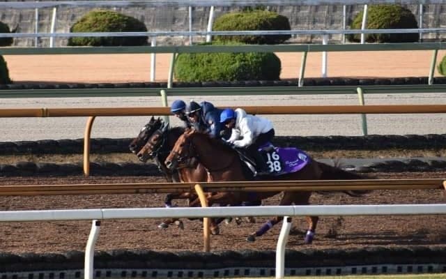 GI馬シュヴァルグランの全妹イヴィステラがデビュー/関西馬メイクデビュー情報