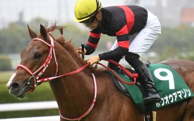 【阪神C展望】好メンバーが揃ったGII、中でもあの馬に期待したい