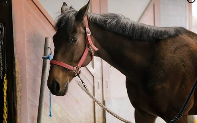 中山大障害を制したレッドキングダム、ニホンピロバロンは今...　“名手・四位洋文”を生んだ、霧島高原乗馬クラブを訪ねて
