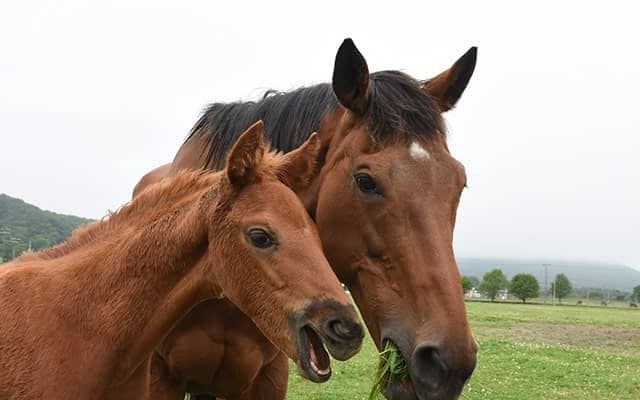 父レイデオロの牝馬を最後に出産　繁殖引退のオースミハルカは母の近くで穏やかな余生へ