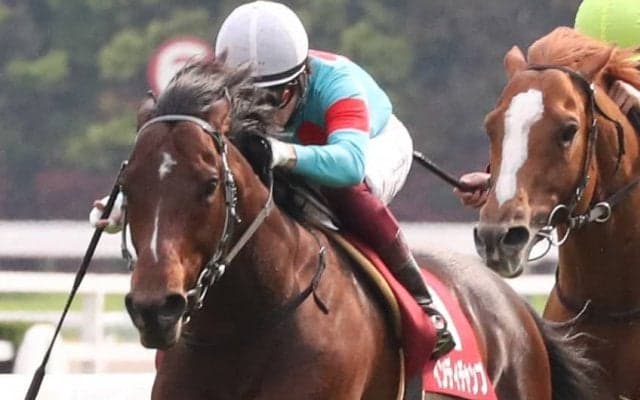 インディチャンプが競走馬登録抹消