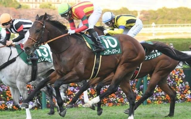 【JRA】フィアーノロマーノが引退、甲賀ファームで乗馬に
