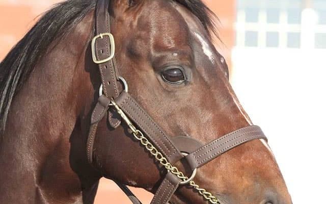 種牡馬入りするインディチャンプが優駿スタリオンステーションに到着