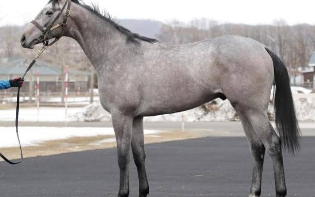 【JRA新馬戦】エフフォーリアの半弟ヴァンガーズハートなどがデビュー