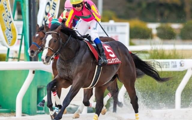 【兵庫ゴールドトロフィー回顧】計算しつくしたように差し切ったテイエムサウスダン/斎藤修