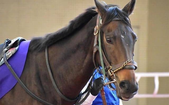 【有馬記念予想】今年は『金』？『大谷翔平』？『ウマ娘』？ サイン馬券ア・ラ・カルト/JRAレース展望