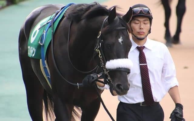【ホープフルS予想オッズ】登録唯一の重賞覇者コマンドラインが予想1番人気